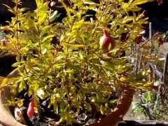 今年播的小石榴下山桩刚发芽 图片