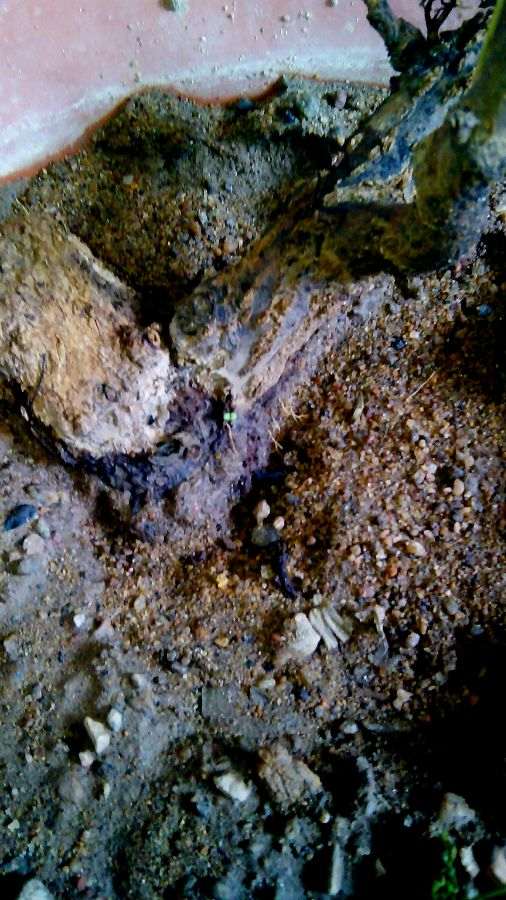 石榴下山桩能安全过冬吗 根很细 图片