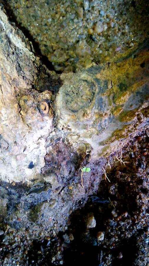 石榴下山桩能安全过冬吗 根很细 图片