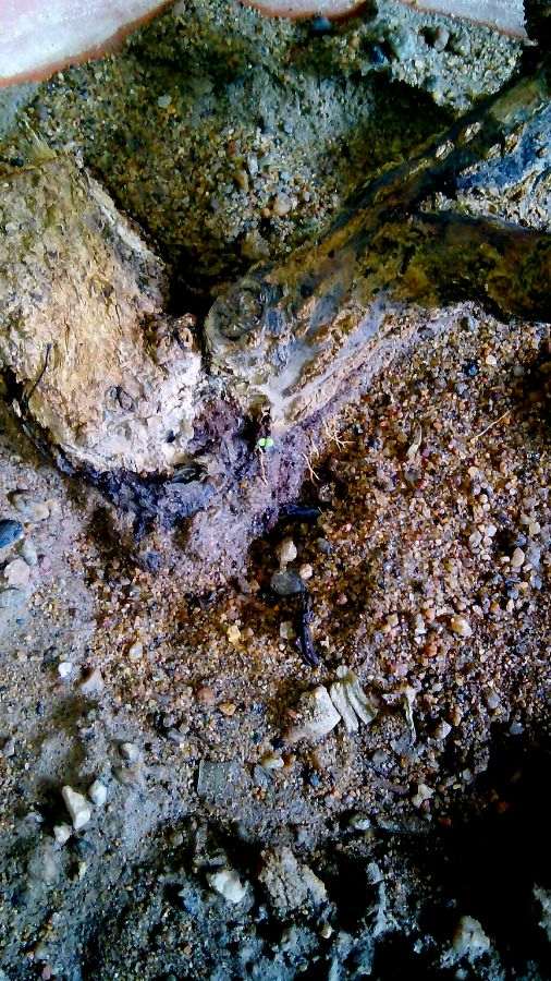 石榴下山桩能安全过冬吗 根很细 图片