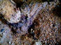 石榴下山桩能安全过冬吗 根很细 图片