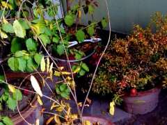 石榴下山桩枝条直接插土里就能活吗 图片