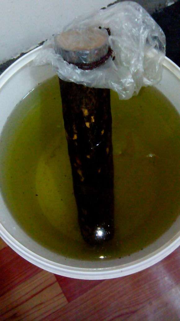 石榴下山桩刚收到 先泡水24小时 再加生根粉