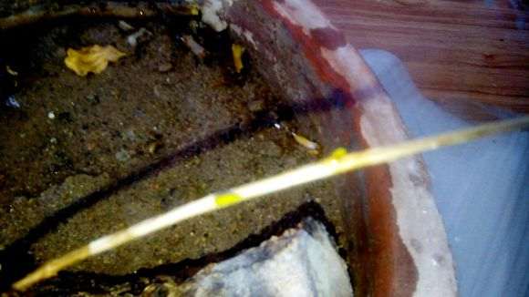 石榴下山桩籽种应该怎么种 图片