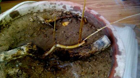 石榴下山桩籽种应该怎么种 图片