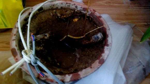 石榴下山桩籽种应该怎么种 图片