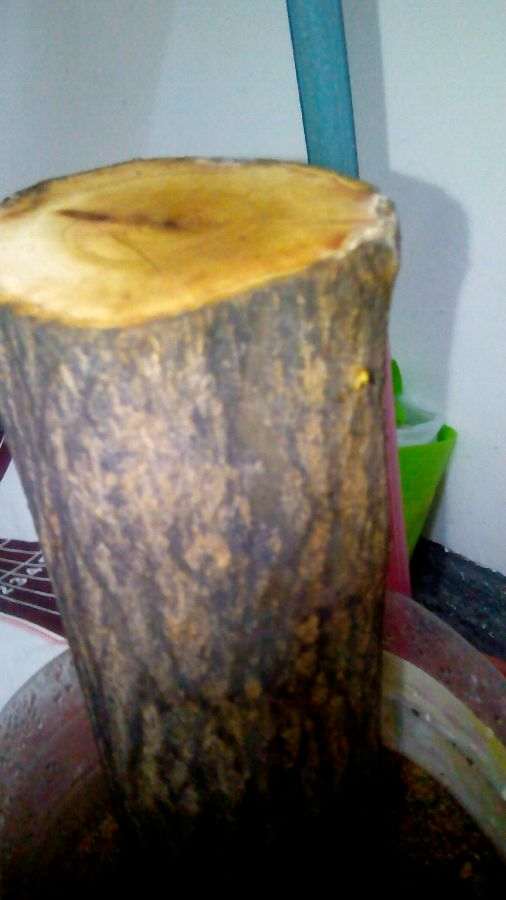 石榴下山桩的沙土是不是用盖房子用的沙子 图片