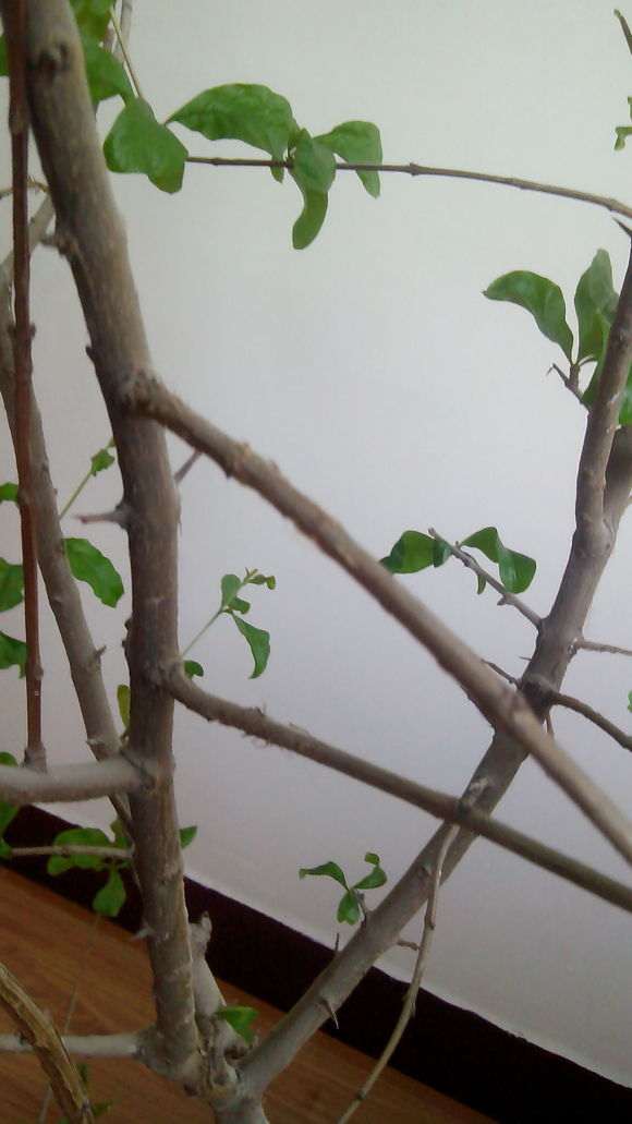 石榴下山桩的沙土是不是用盖房子用的沙子 图片