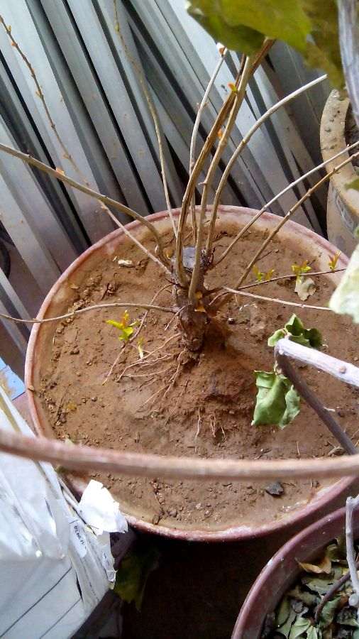 石榴下山桩的土壤怎么掺沙和腐殖土 图片