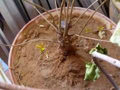 石榴下山桩的土壤怎么掺沙和腐殖土 图片