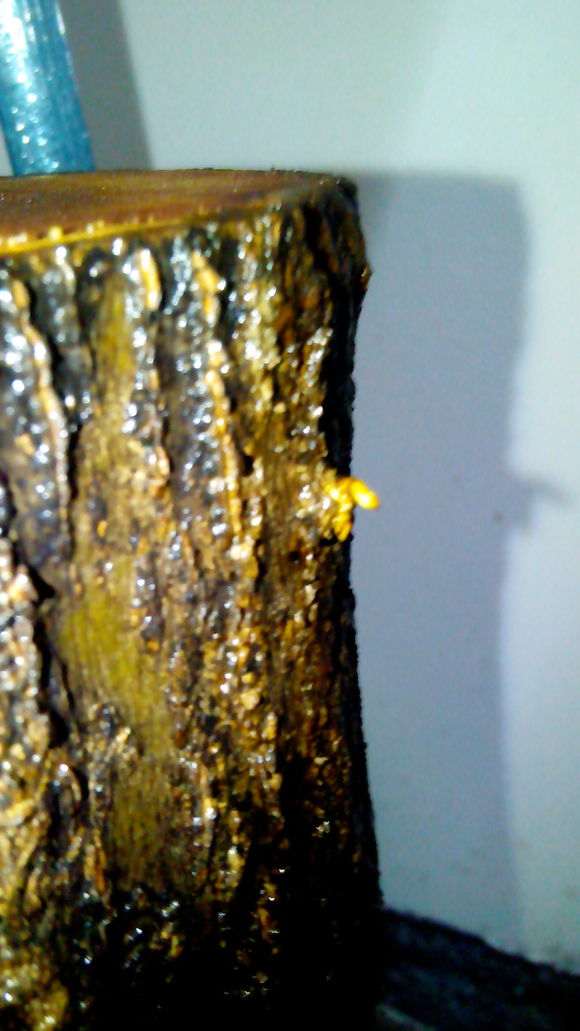 我的石榴下山桩是嫩芽 还是气生根 图片