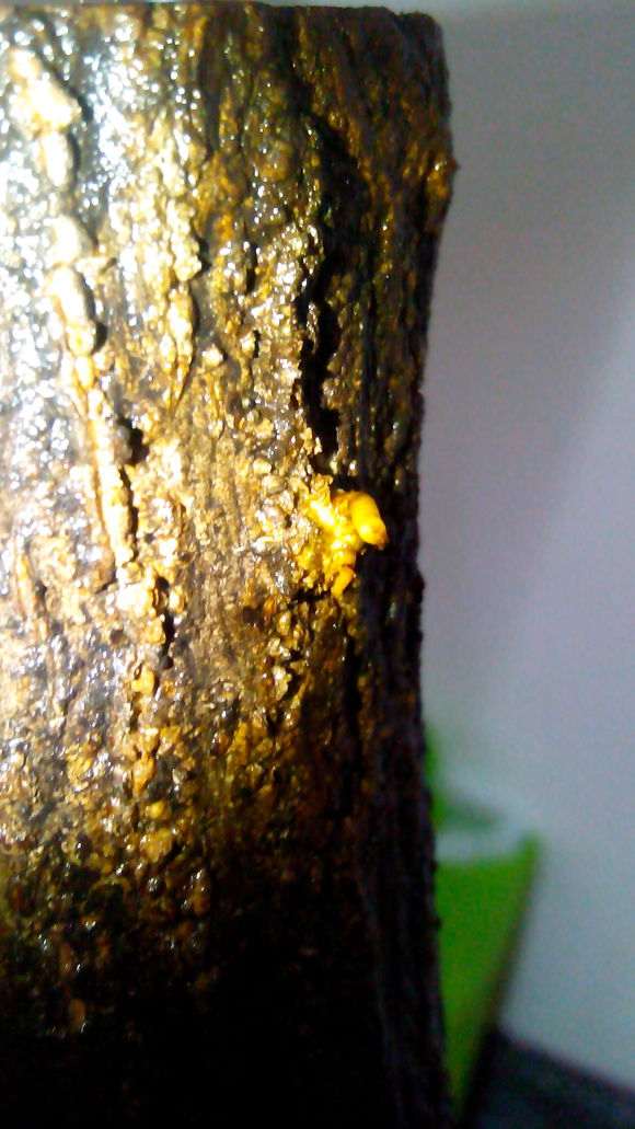 我的石榴下山桩是嫩芽 还是气生根 图片