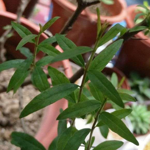 石榴下山桩扦插了多久才出芽 图片