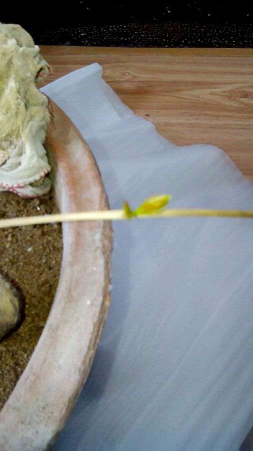 石榴下山桩扦插了多久才出芽 图片