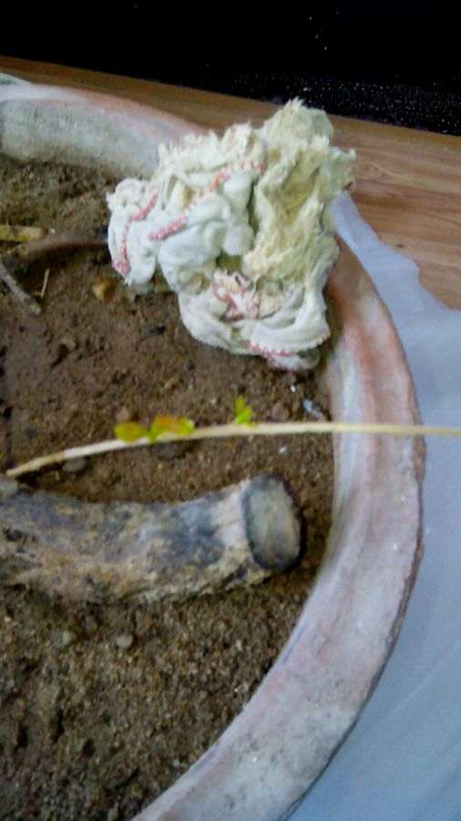 石榴下山桩扦插了多久才出芽 图片