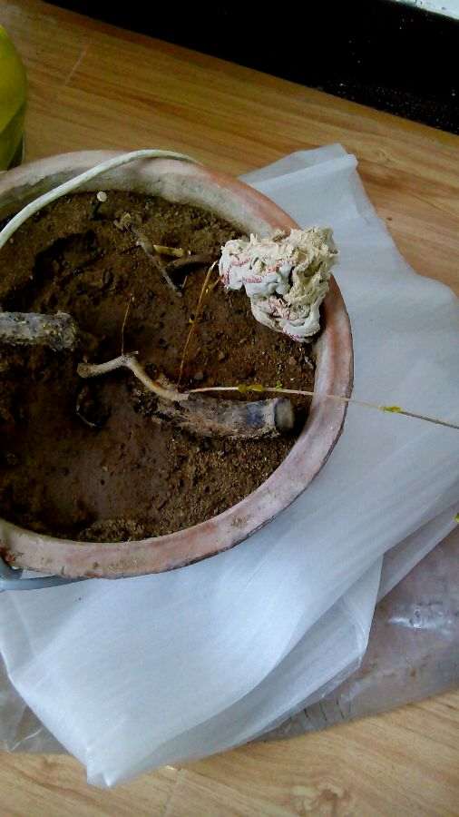 石榴下山桩扦插了多久才出芽 图片