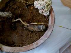 石榴下山桩扦插了多久才出芽 图片