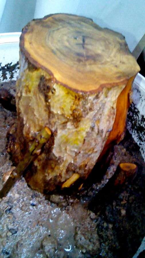 石榴下山桩种了两天 有点泛绿 欣喜若狂