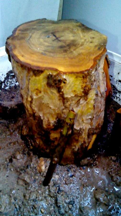 石榴下山桩种了两天 有点泛绿 欣喜若狂