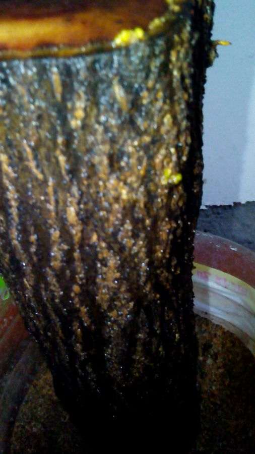 石榴下山桩种了两天 有点泛绿 欣喜若狂