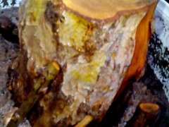 石榴下山桩种了两天 有点泛绿 欣喜若狂