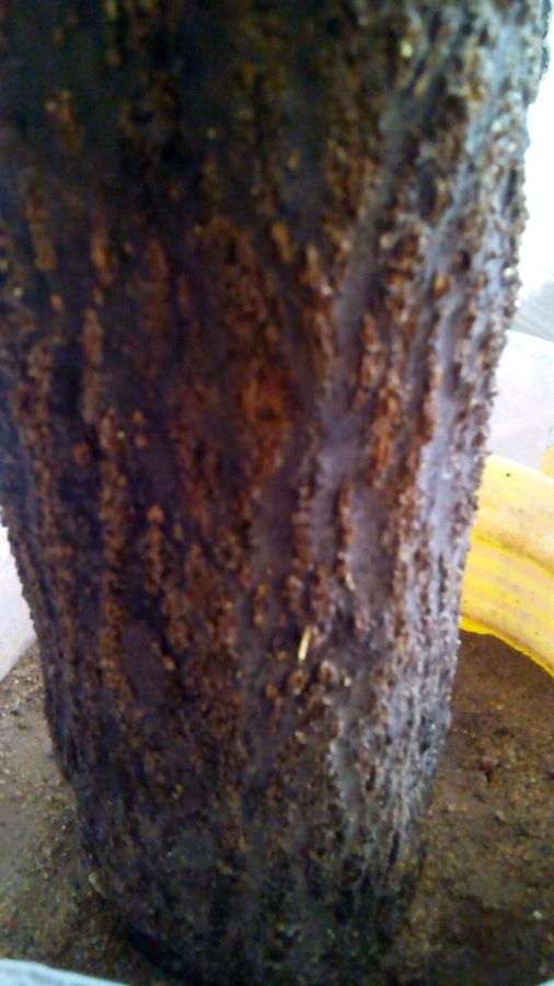 石榴下山桩小芽又长了 但气生很也很多 图片