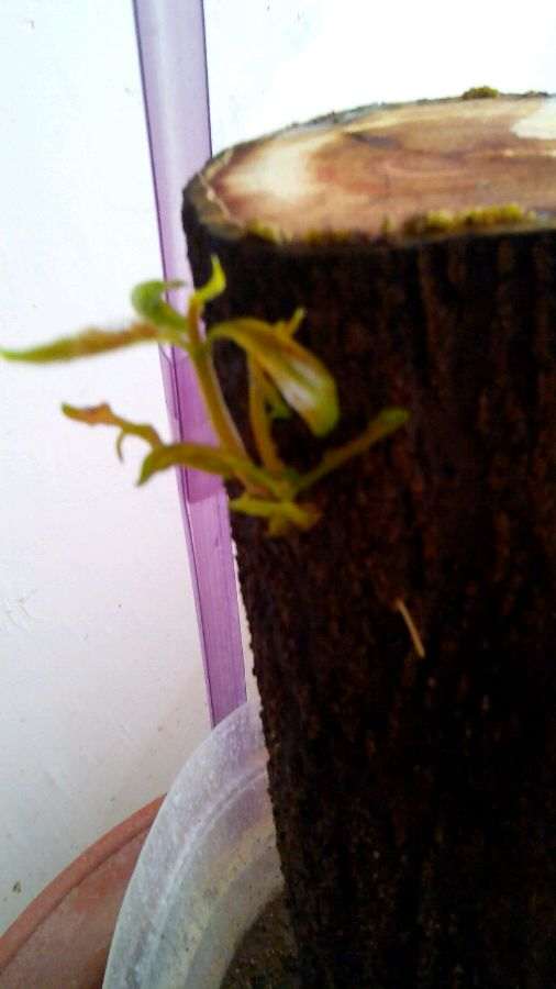 石榴下山桩小芽又长了 但气生很也很多 图片