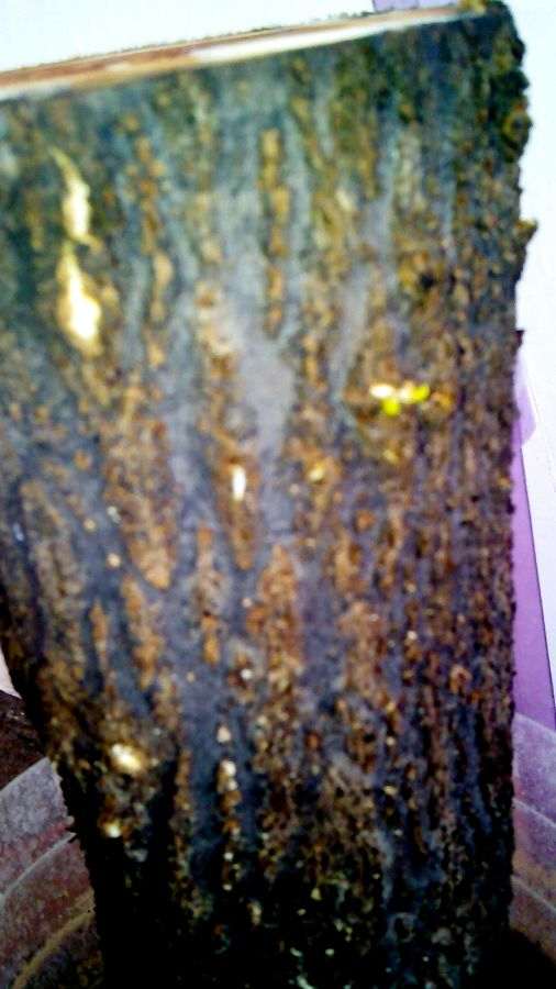 石榴下山桩小芽又长了 但气生很也很多 图片