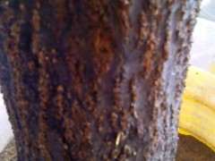 石榴下山桩小芽又长了 但气生很也很多 图片