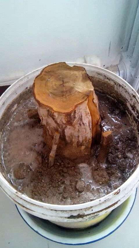 石榴下山桩树桩放在院子里 会冻死吗 图片