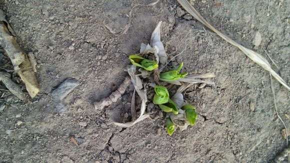 石榴下山桩树桩放在院子里 会冻死吗 图片