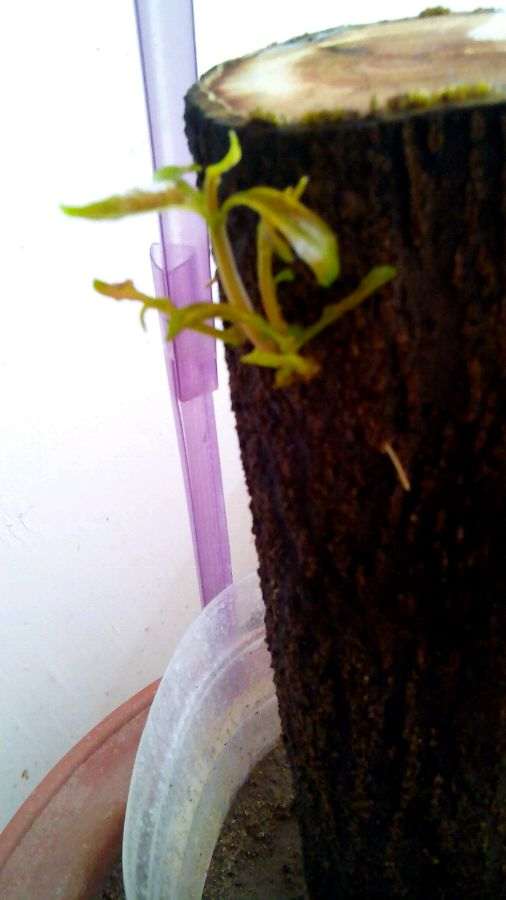 石榴下山桩树桩放在院子里 会冻死吗 图片