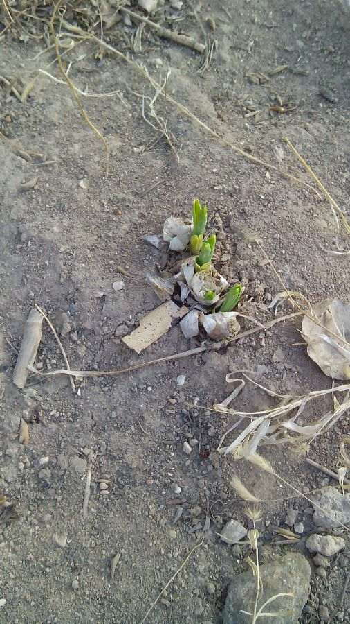 石榴下山桩树桩放在院子里 会冻死吗 图片