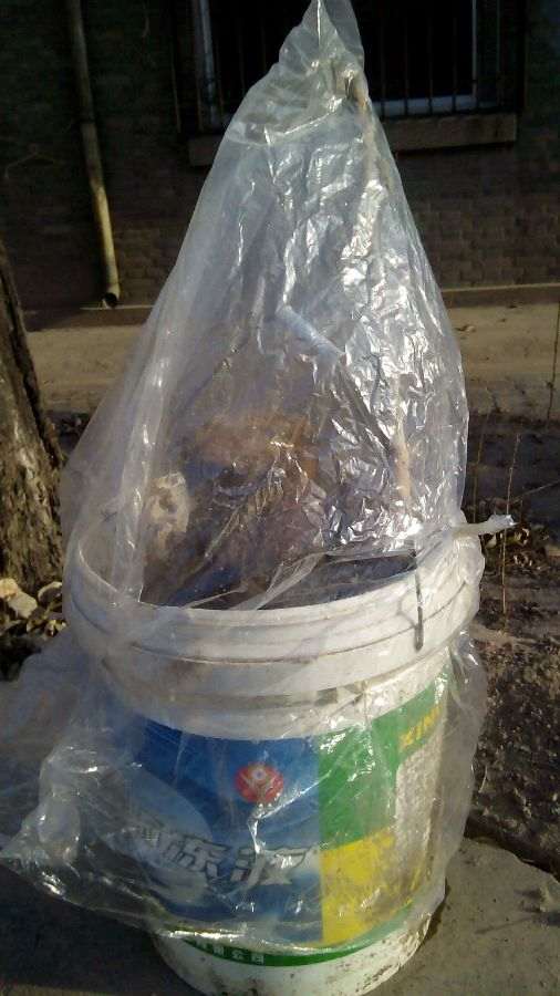 石榴下山桩树桩放在院子里 会冻死吗 图片