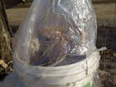 石榴下山桩树桩放在院子里 会冻死吗 图片