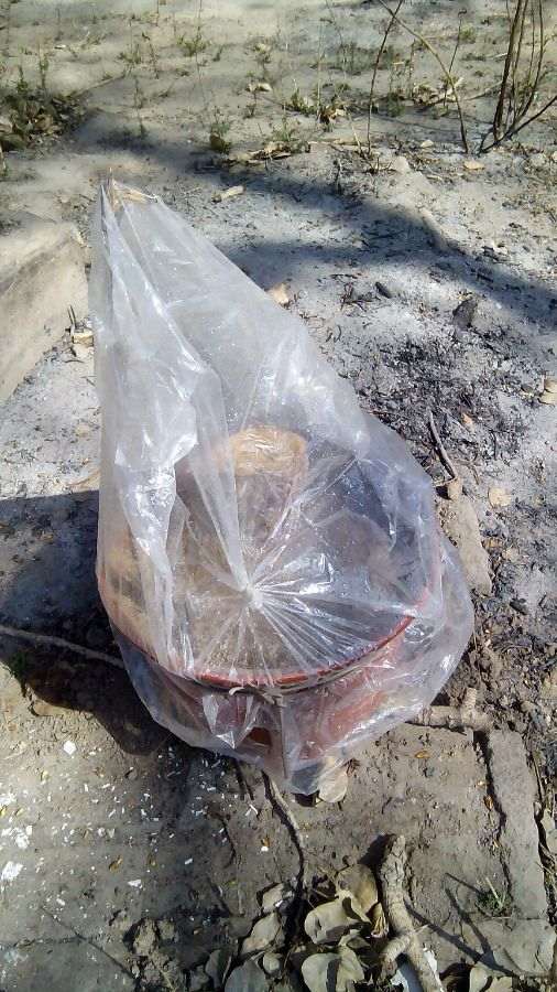 石榴下山桩几年才开花结 图片