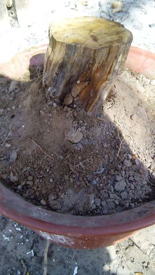 石榴下山桩几年才开花结 图片