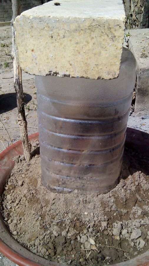 石榴下山桩几年才开花结 图片