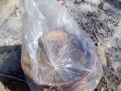 石榴下山桩树皮新鲜部位能到哪里啊 图片