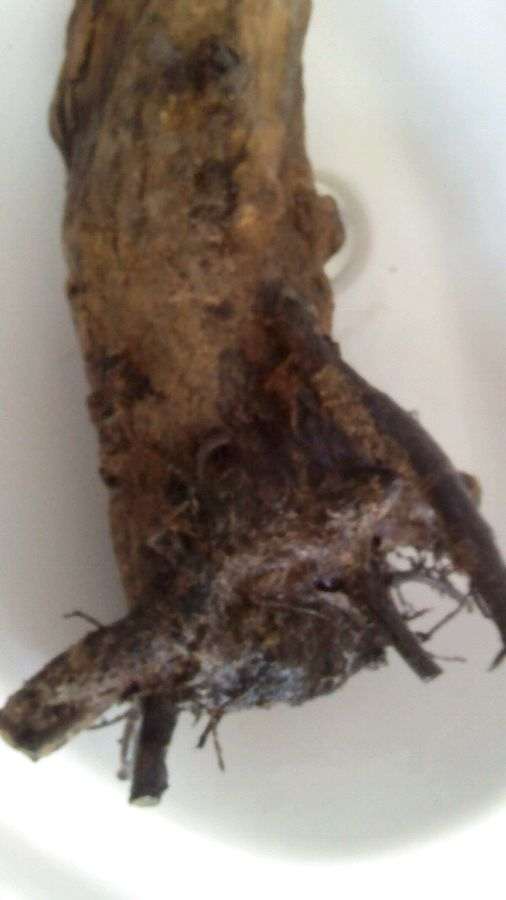 室内种石榴下山桩 种什么品种比较好 图片