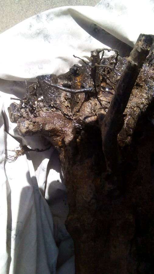 室内种石榴下山桩 种什么品种比较好 图片