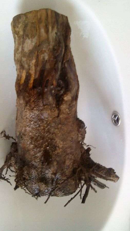 室内种石榴下山桩 种什么品种比较好 图片