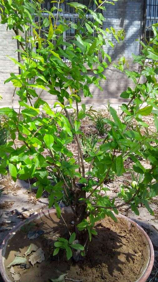 去年扦插的御石榴下山桩 怎么样 图片