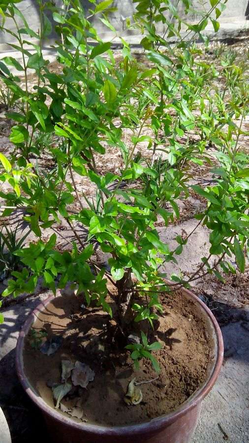 去年扦插的御石榴下山桩 怎么样 图片