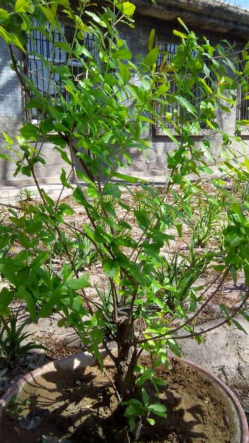 去年扦插的御石榴下山桩 怎么样 图片