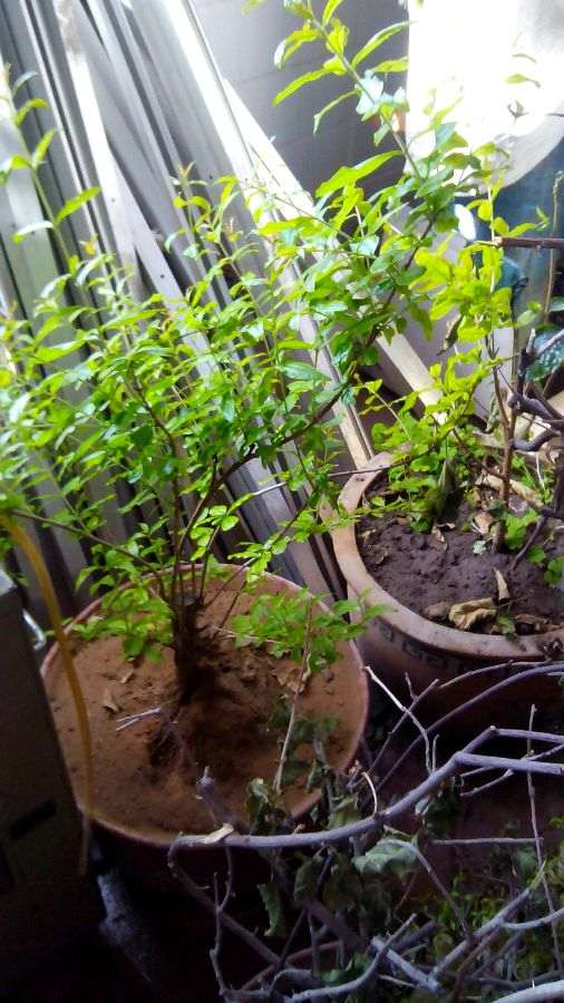 去年扦插的御石榴下山桩 怎么样 图片