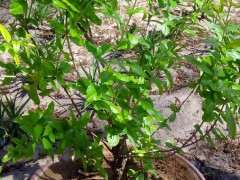 去年扦插的御石榴下山桩 可以吗 图片