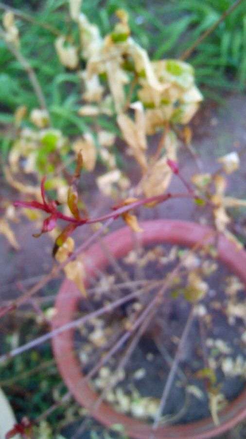 在阳台养棵石榴下山桩 可以吗 图片