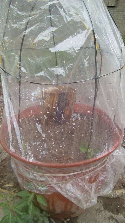 在阳台养棵石榴下山桩 可以吗 图片