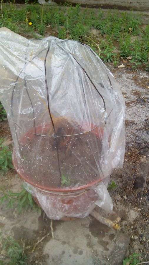 在阳台养棵石榴下山桩 可以吗 图片